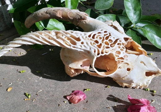 skullcarving sold deer