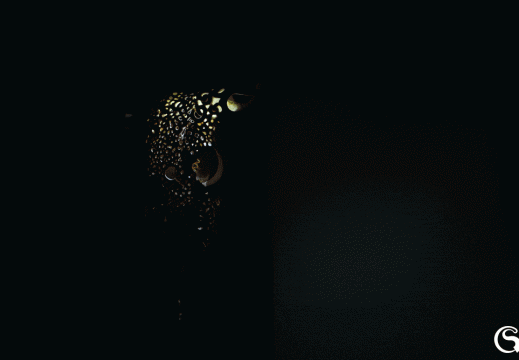halfgif3