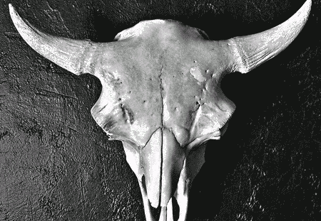 bison18